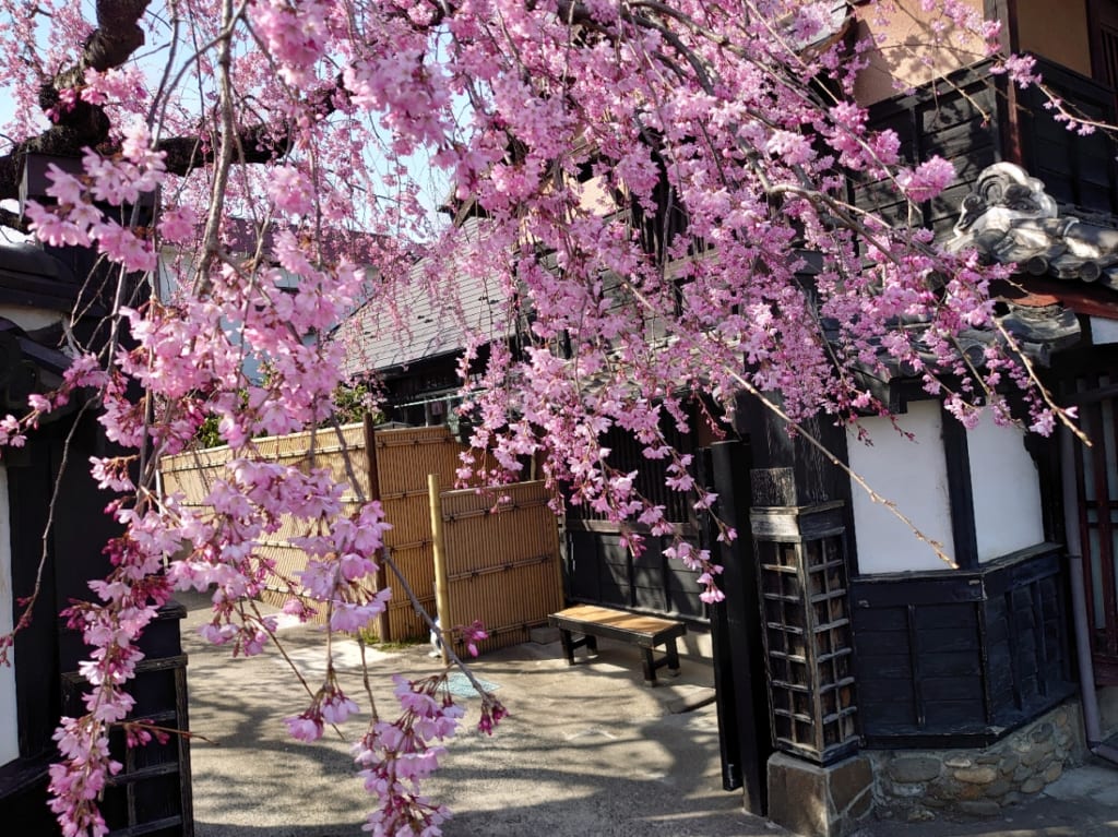 石橋屋桜３
