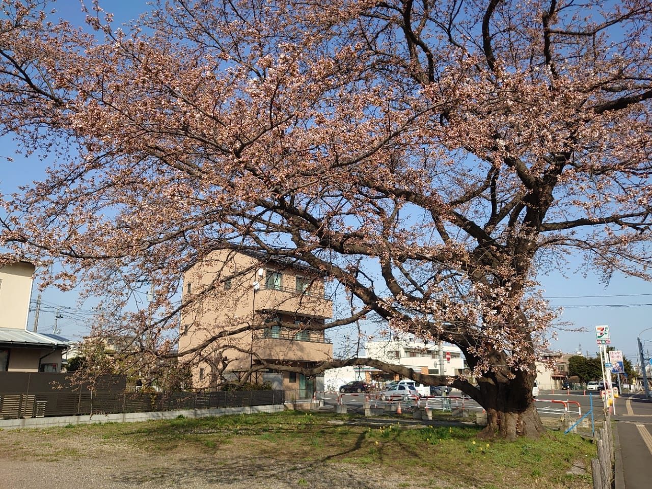 銀杏町の一本桜４
