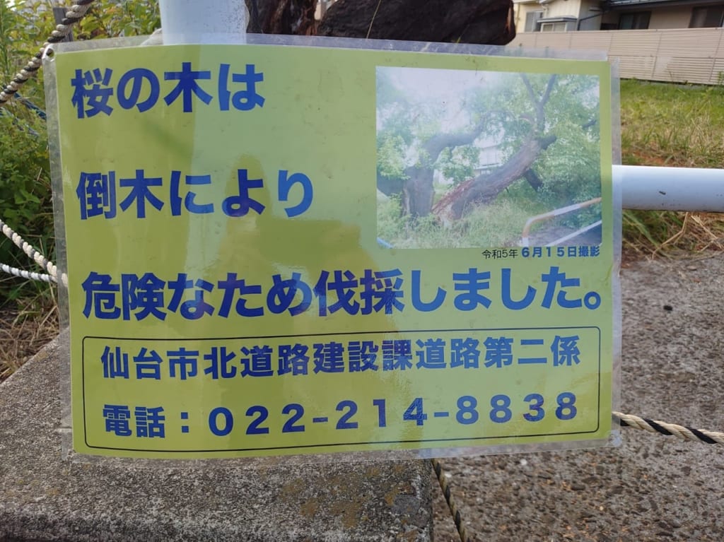 銀杏町の一本桜２