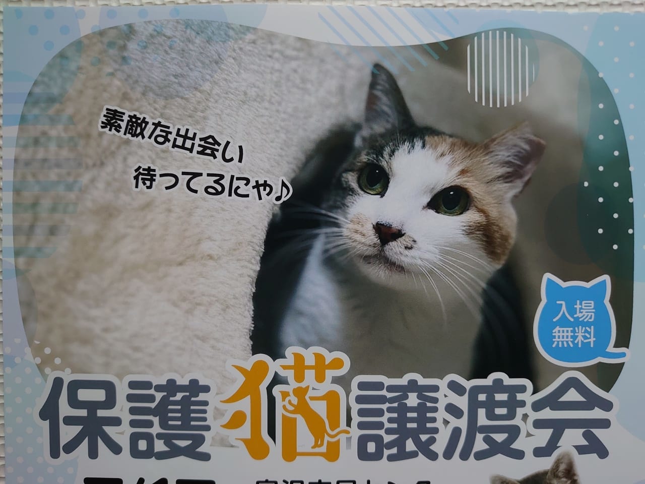 保護猫１