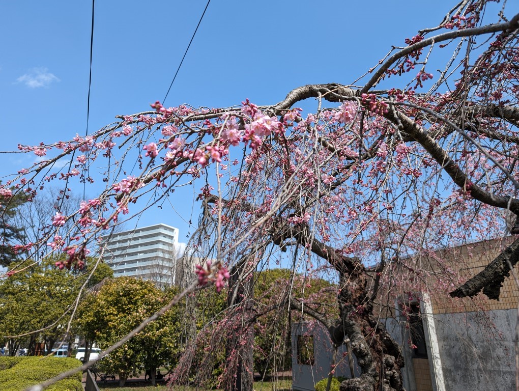 榴岡公園桜まつり４