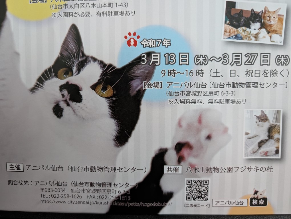 猫日和１