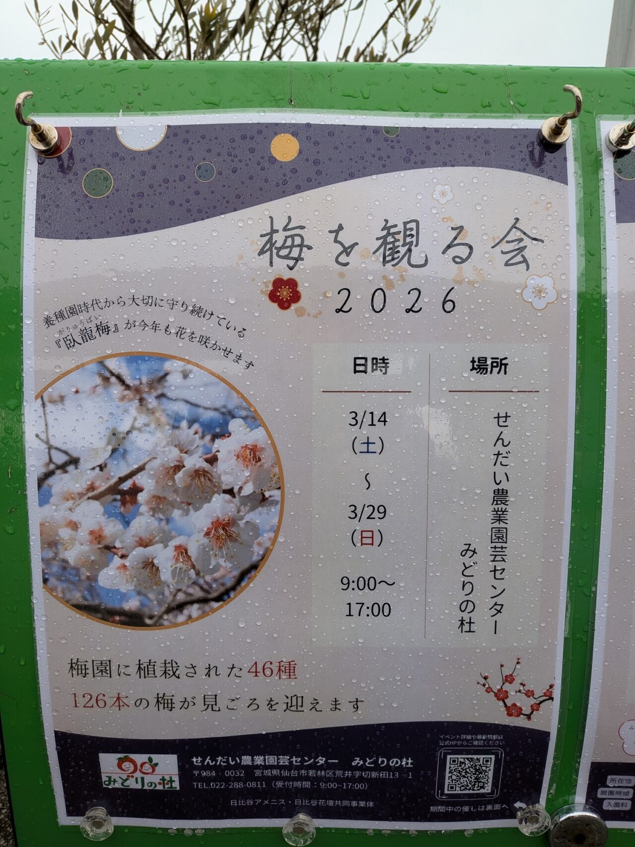梅見2026-1