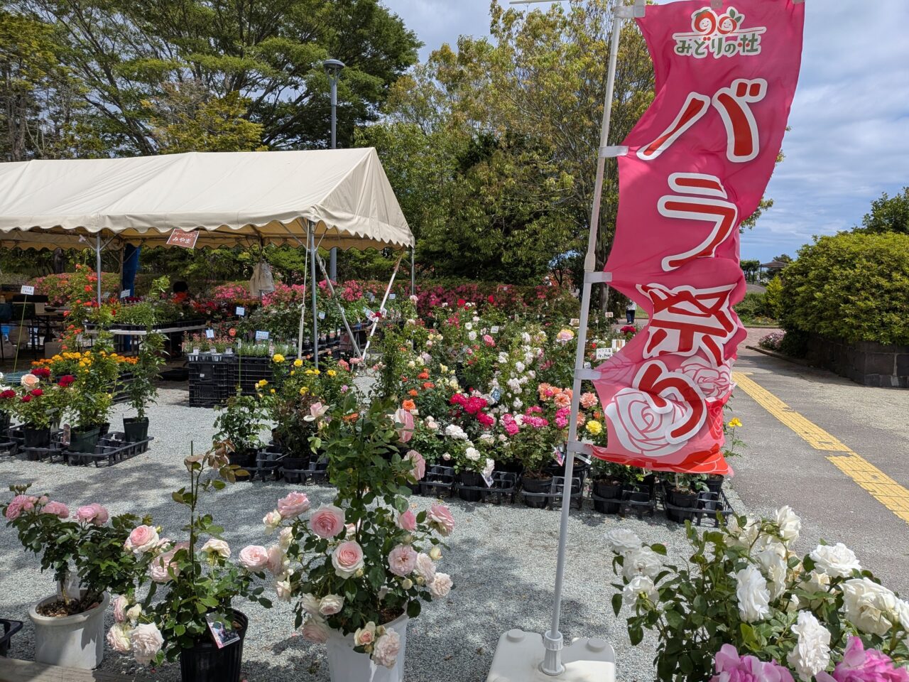 バラ祭り3