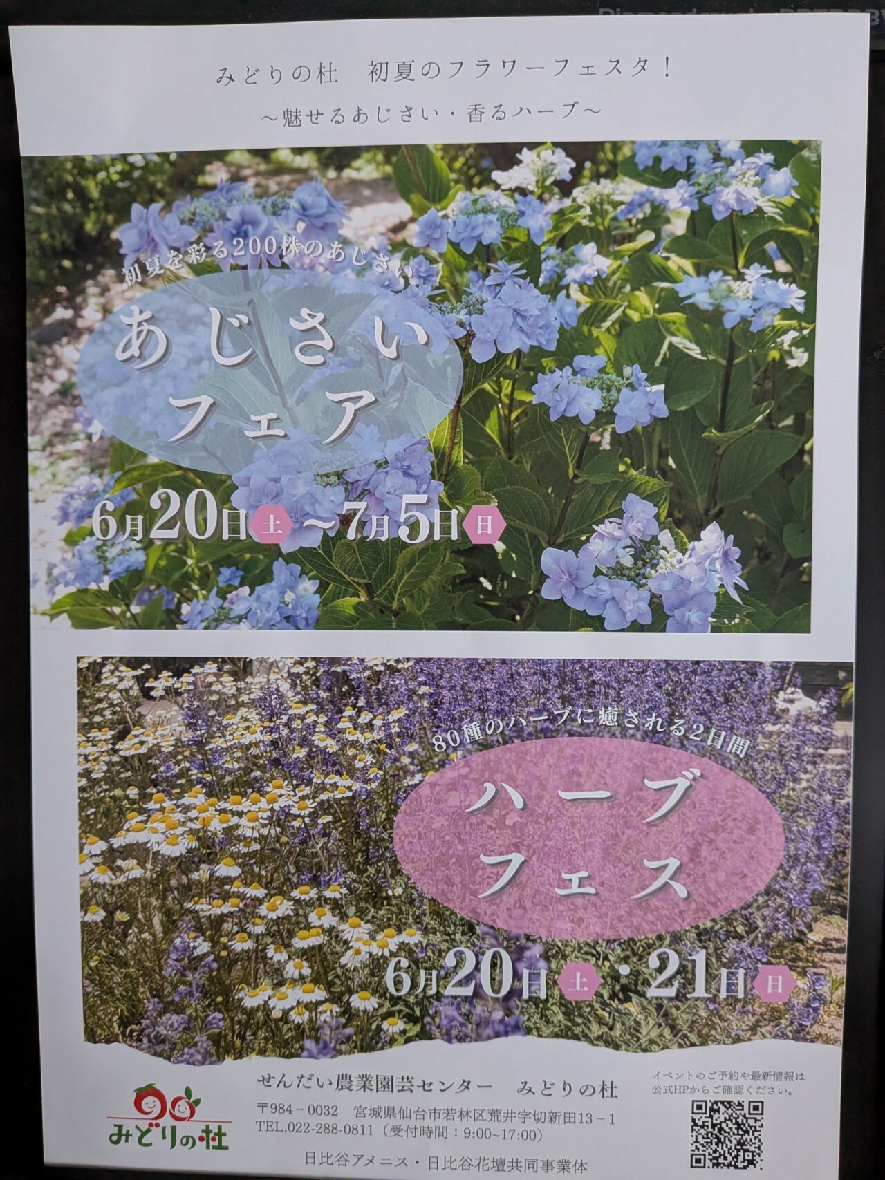 あじさい1