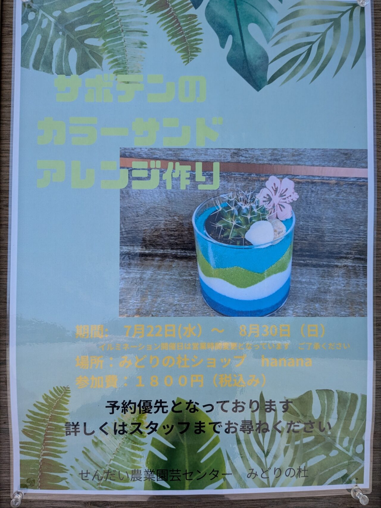 サボテン1