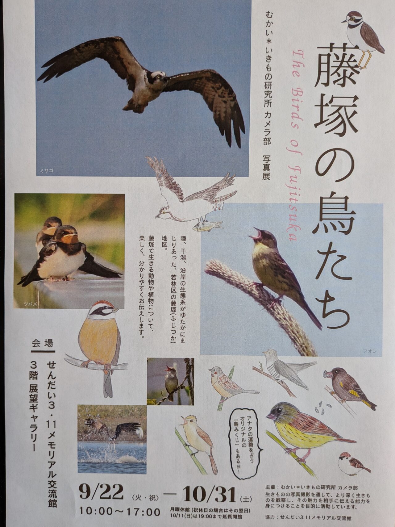 藤塚の鳥たち
